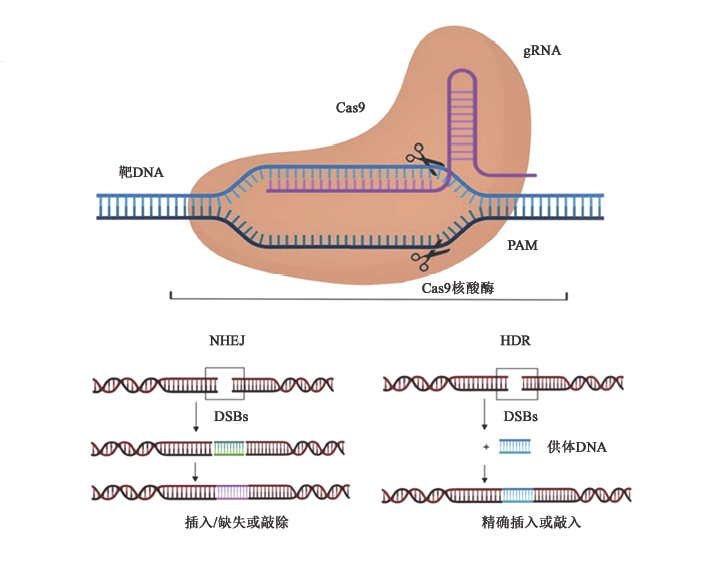 艾詩(shī)特蝦青素