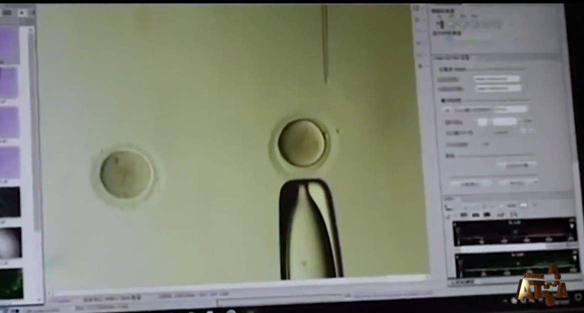 艾詩(shī)特蝦青素