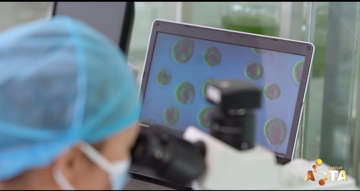 艾詩(shī)特蝦青素