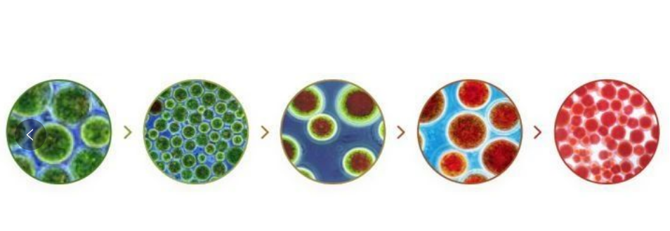 艾詩(shī)特蝦青素