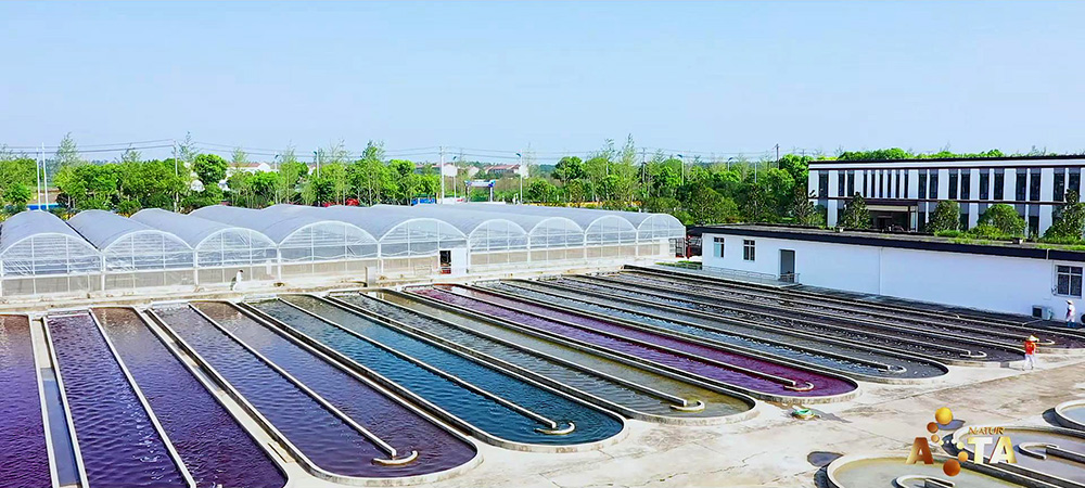 艾詩(shī)特蝦青素