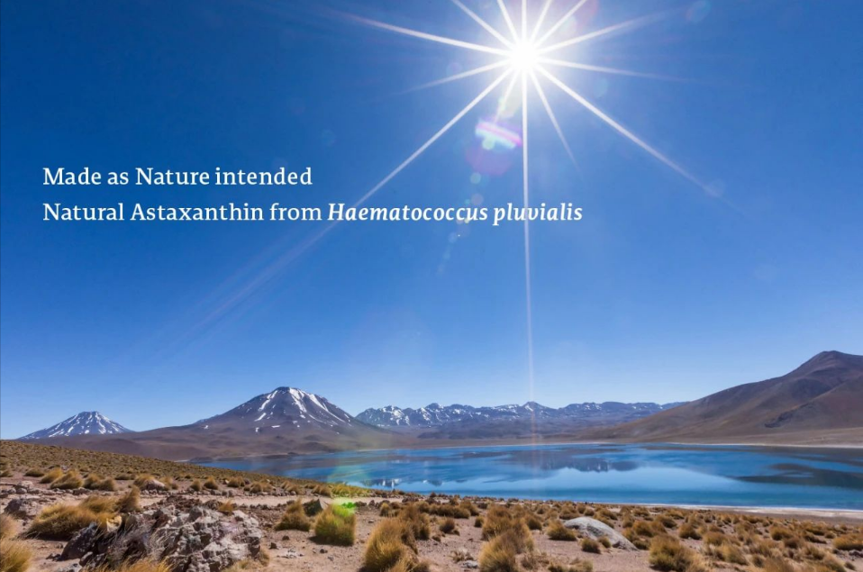 艾詩(shī)特蝦青素