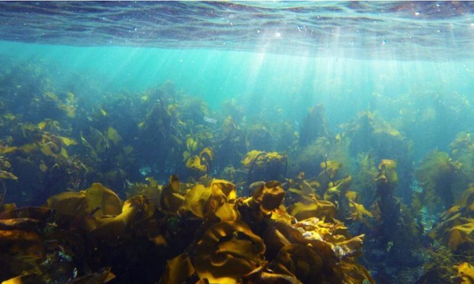 艾詩(shī)特蝦青素