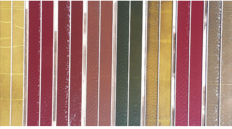 艾詩(shī)特蝦青素