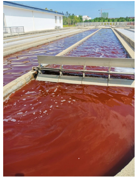 艾詩(shī)特蝦青素