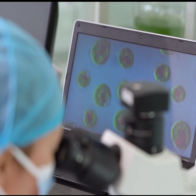 雨生紅球藻中基于CRISPR/Cas9 遺傳操作體系的建立及在提高生物量和蝦青素含量中的應(yīng)用技術(shù)研究