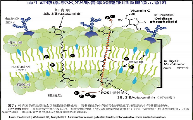 蝦青素對因炎癥及氧化應激相關(guān)疾病的作用
